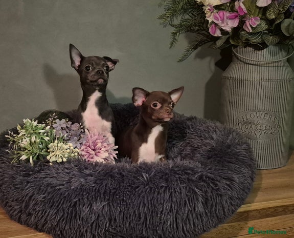 Chihuahua dogs - Advert 16