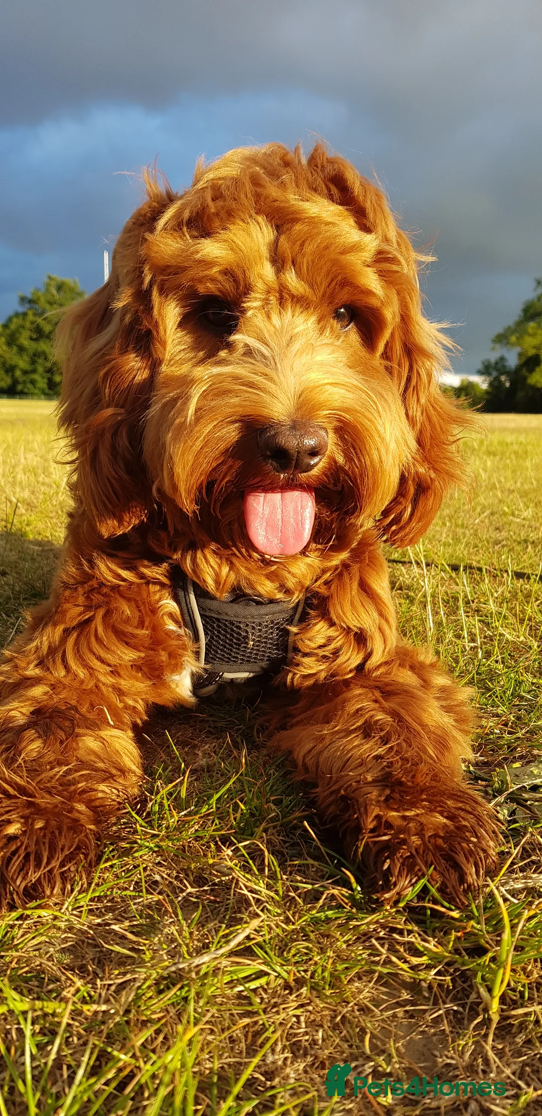 Cockapoo dogs for stud: Red/Tan F1 Cockapoo for Stud only. - Advert 2