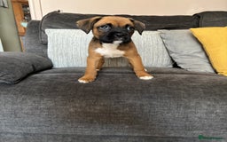 Boxer dogs for sale: Gorgeous boxer puppies for sale  - Image 8