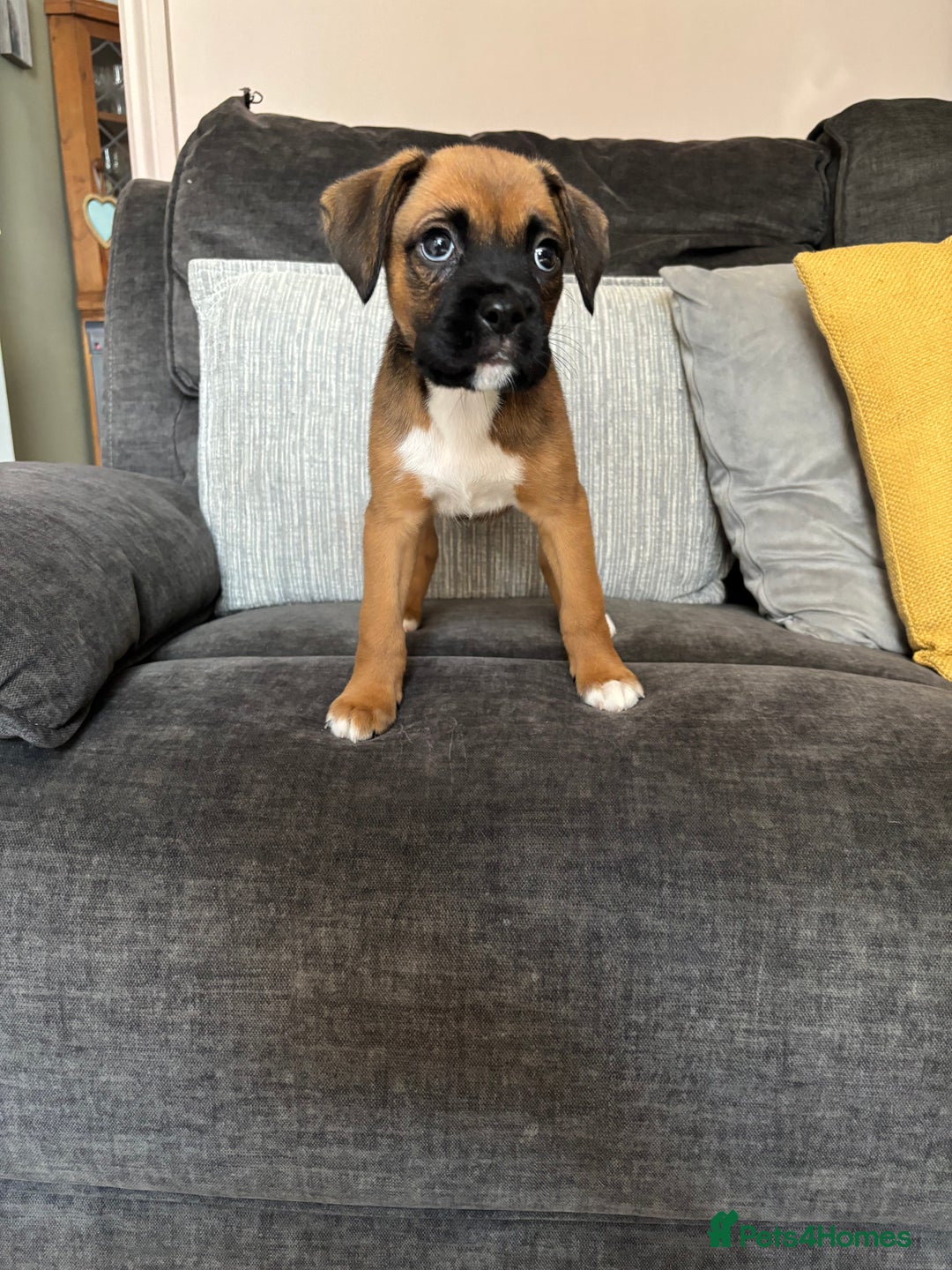 Boxer dogs for sale: Gorgeous boxer puppies for sale  - Image 8