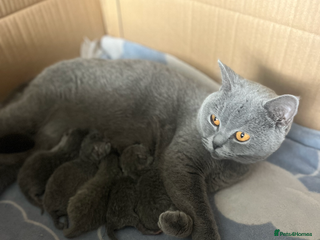 British Shorthair cats Beautiful British shorthair kittens 🐱 🥰 - Advert 9