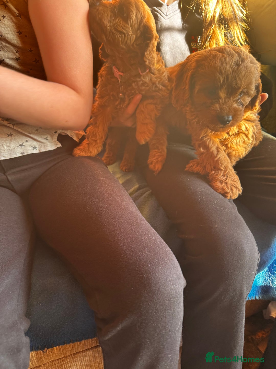 Cavapoo dogs for sale: Red toy cavapoo  - Image 9