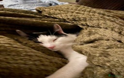 Mixed Breed cats for sale: Bellini & Martini - Image 22