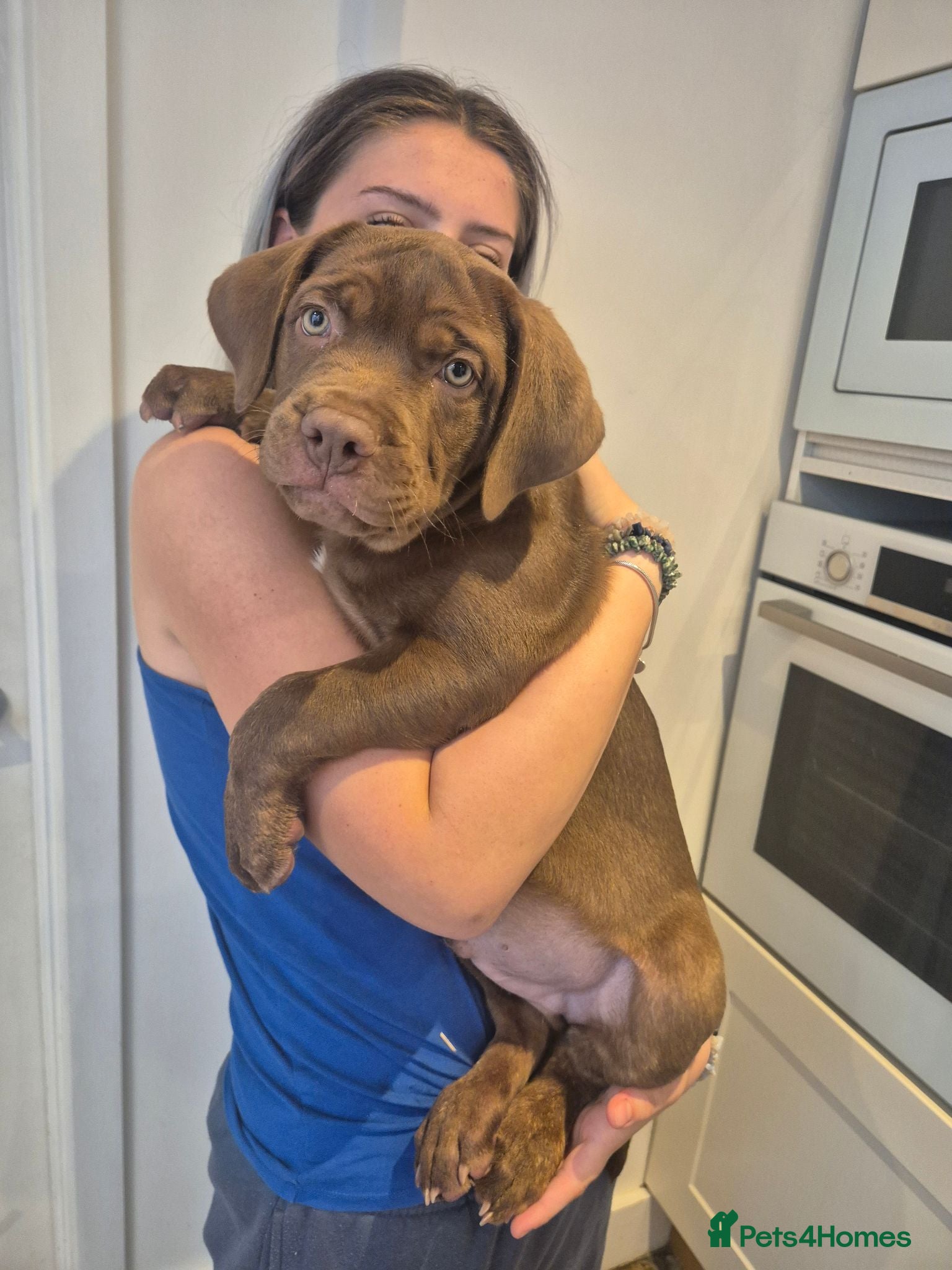 Mixed Breed dogs MIXED MASTIFF CROSS pups for sale - Advert 2
