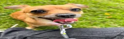 Chihuahua dogs for sale: Chihuahua - Advert 4