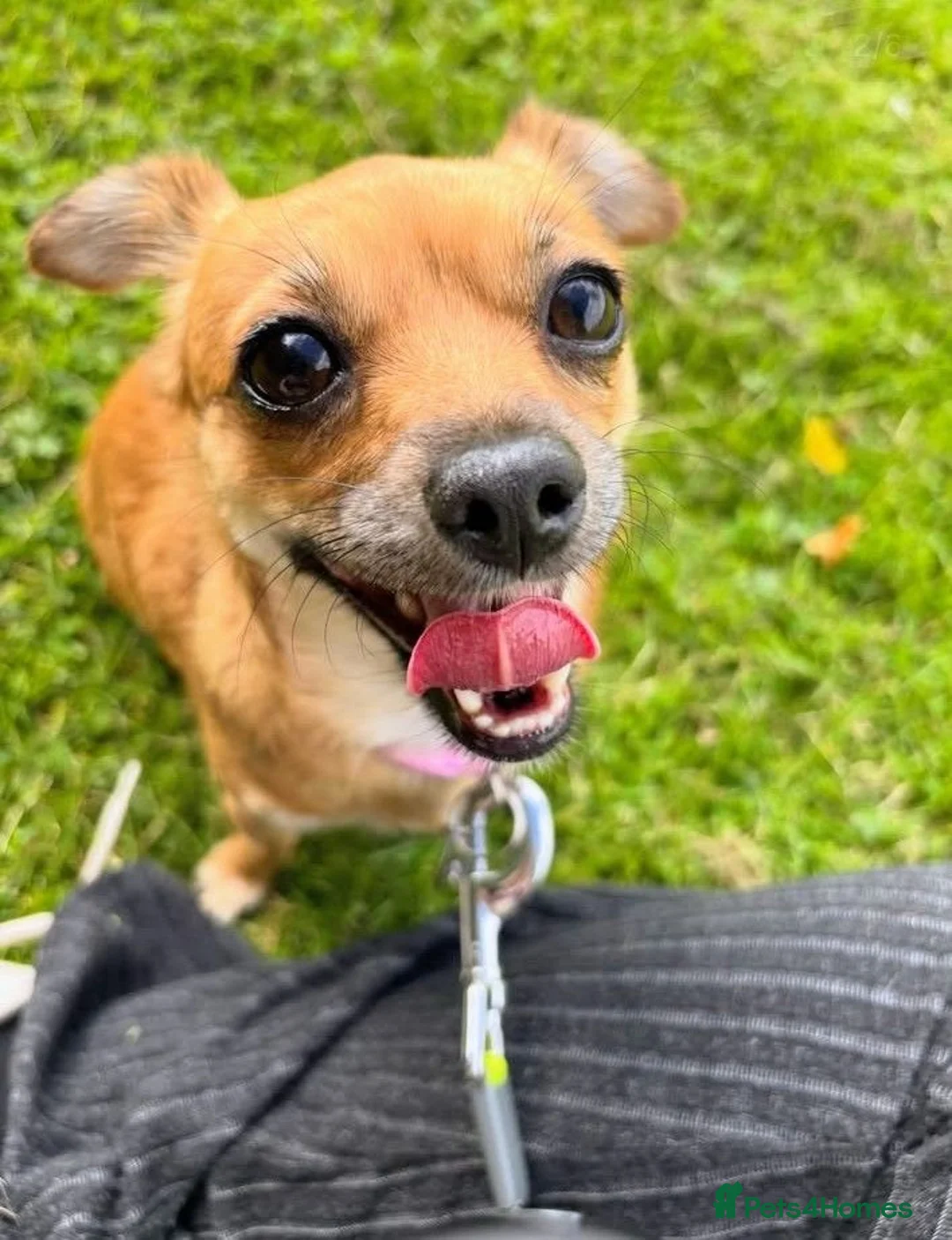 Chihuahua dogs for sale: Chihuahua - Advert 4