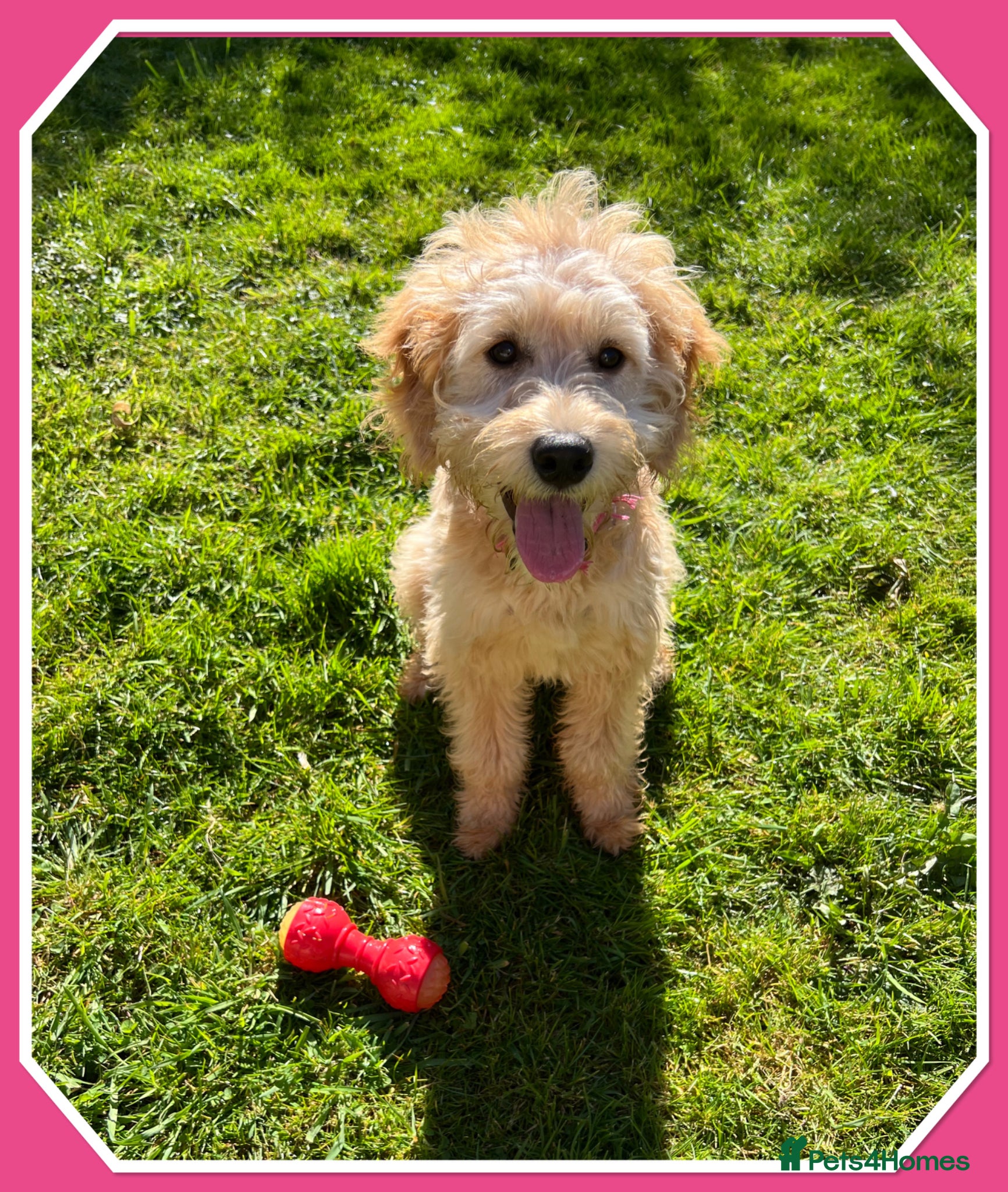 Mini Goldendoodle dogs 🐾ADORABLE F1 GOLDEN DOODLE GIRL🐾 - Advert 4