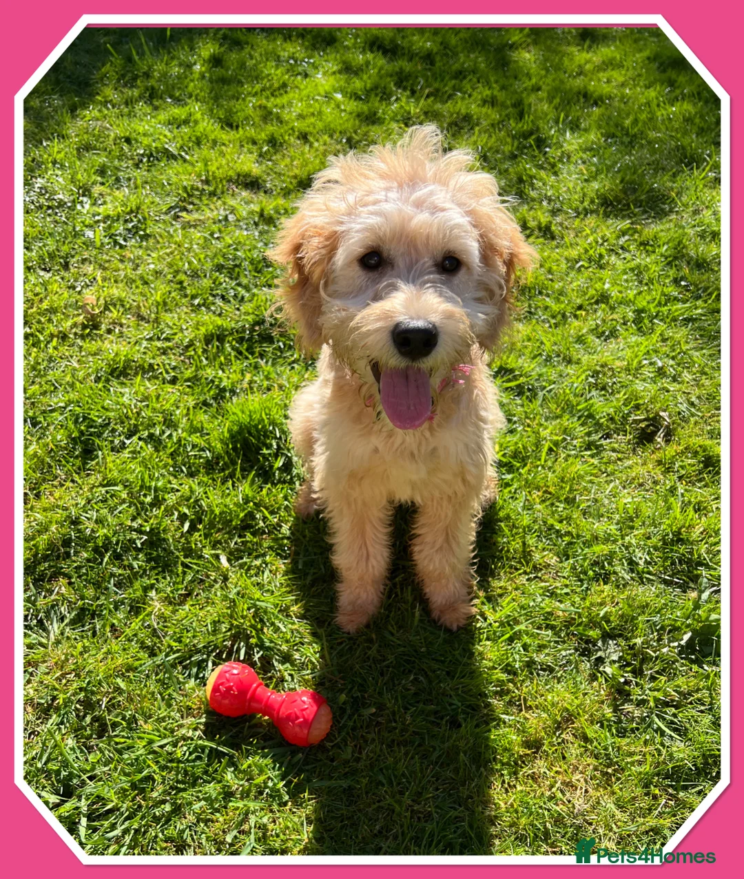Mini Goldendoodle dogs for sale: 🐾ADORABLE F1 MINIATURE GOLDEN DOODLE GIRL🐾 - Advert 1