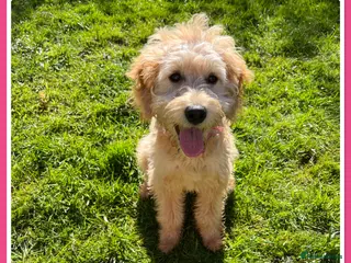 Mini Goldendoodle dogs 🐾ADORABLE F1 GOLDEN DOODLE GIRL🐾 - Advert 4