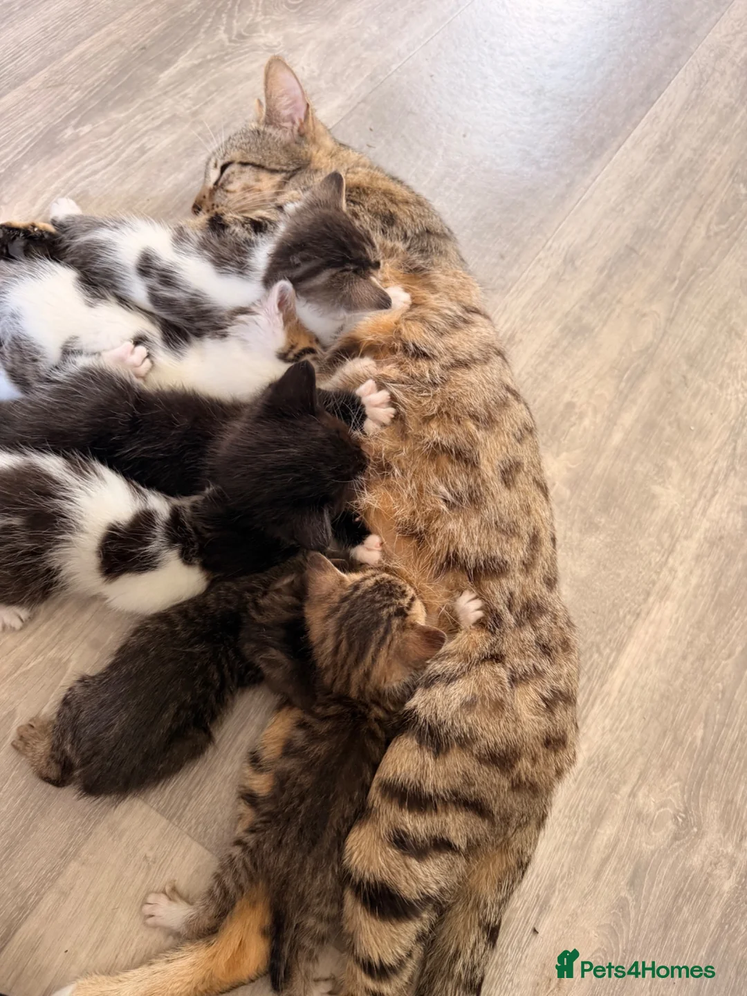 Bengal cats for sale: Bengal cross kittens  - Advert 16