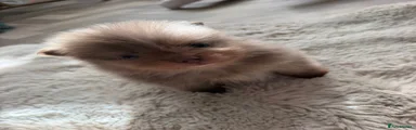 Pomeranian 2
