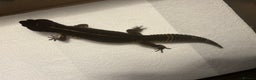 Leopard Gecko reptiles for sale: 3 x pure black night leopard geckos - Advert 14