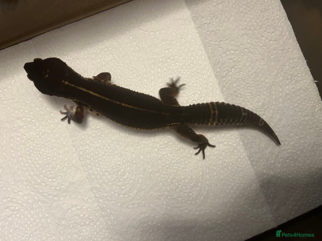 Leopard Gecko reptiles for sale: 3 x pure black night leopard geckos - Advert 14