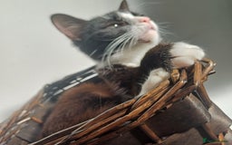 Mixed Breed cats for sale: No £ wanted female cat looking for new home asap - Image 2