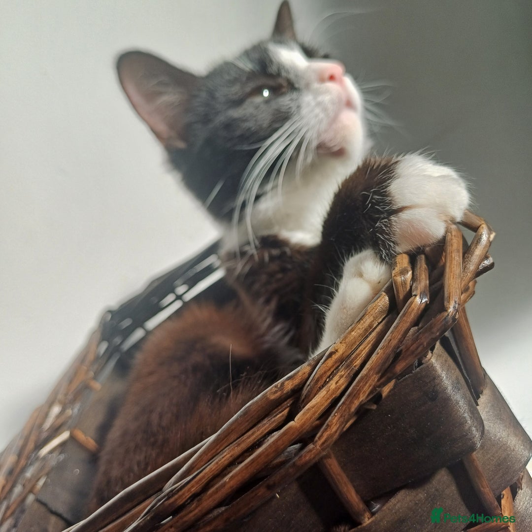 Mixed Breed cats for sale: No £ wanted female cat looking for new home asap - Image 2