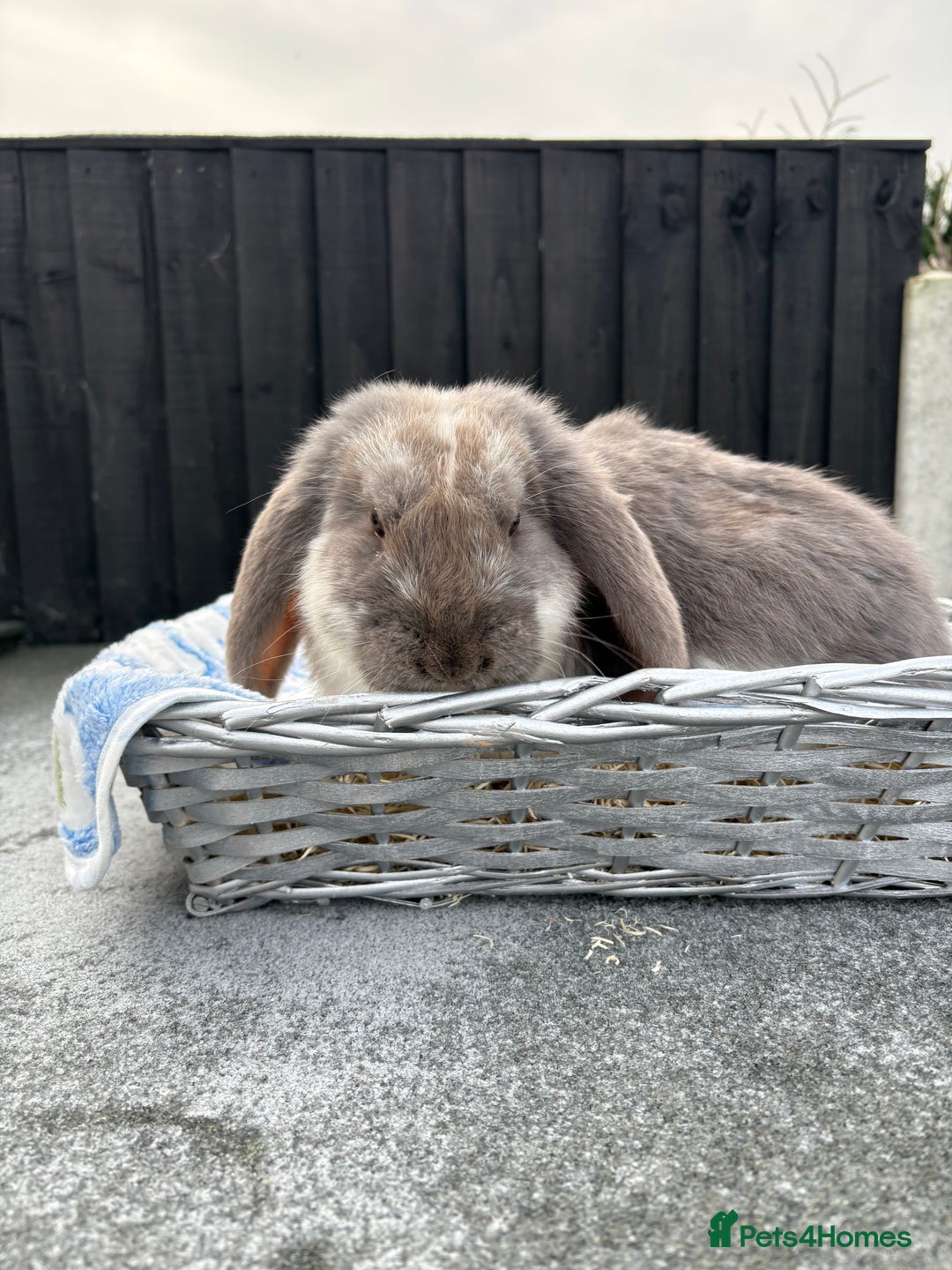 French Lop rabbits for sale: Blue butterfly French lop - Advert 6