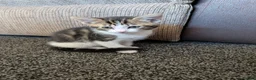 Domestic Shorthair cats for sale: Last 2 Tabby Kittens  - Advert 8