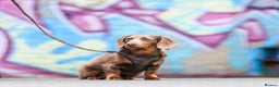 Miniature Dachshund dogs for stud: KC registered fully health tested stud  in Birmingham - Advert 1