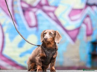 Miniature Dachshund dogs KC registered fully health tested stud in Birmingham - Advert 17