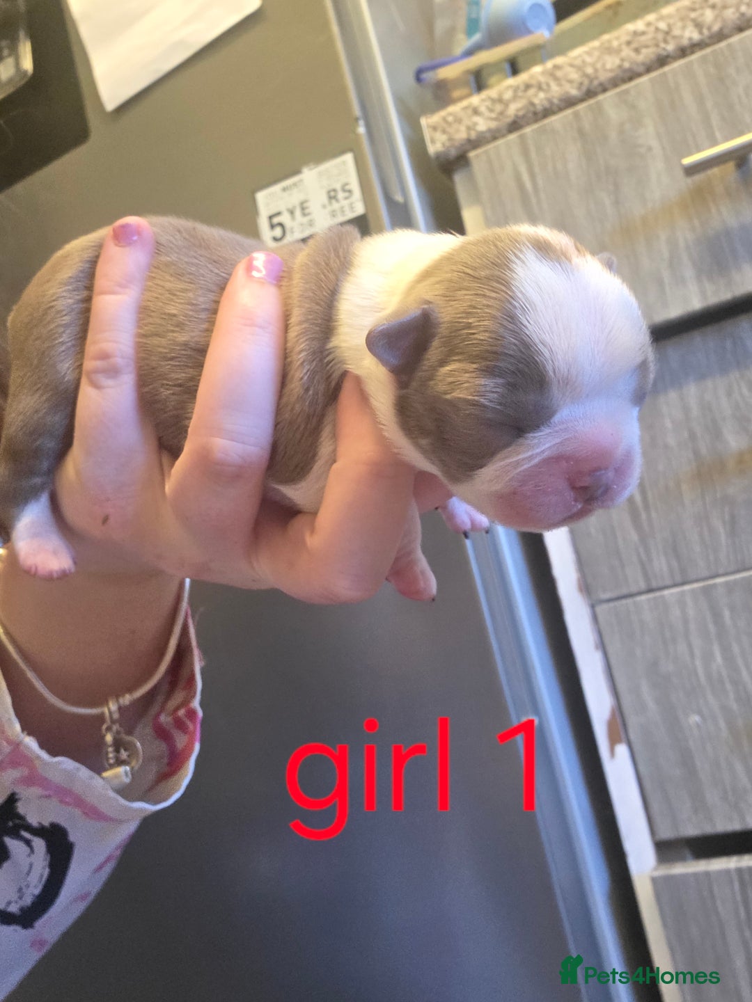 Boston Terrier dogs for sale: Beautiful Blue Bostons  - Image 14