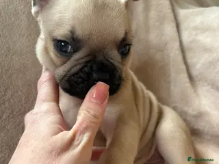 French Bulldog dogs French bulldog puppies - Advert 13