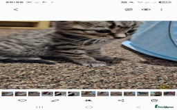 Bengal cats for sale: Bengala - Image 18