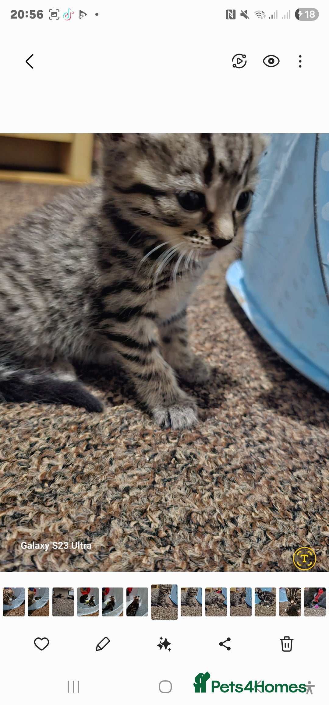 Bengal cats for sale: Bengala - Image 18