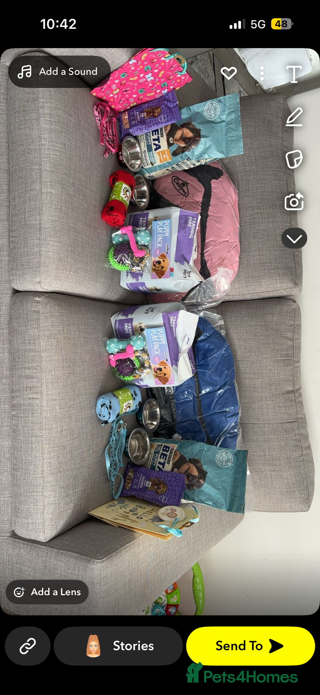 Malshi dogs for sale: Malshi waiting list due 12/02/26 - Advert 3