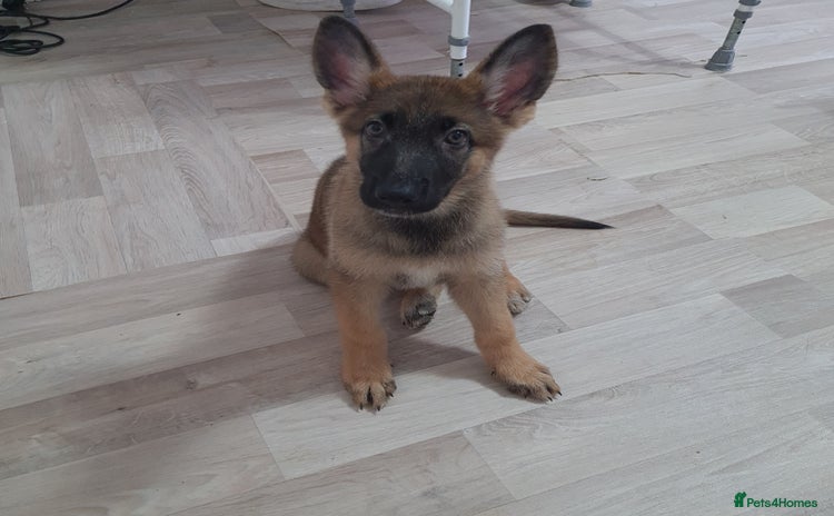 German Shepherd dogs - Advert 8