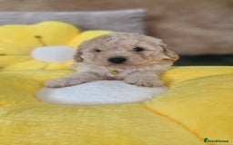 Mixed Breed dogs for sale: Maltipoo puppies  - Image 14