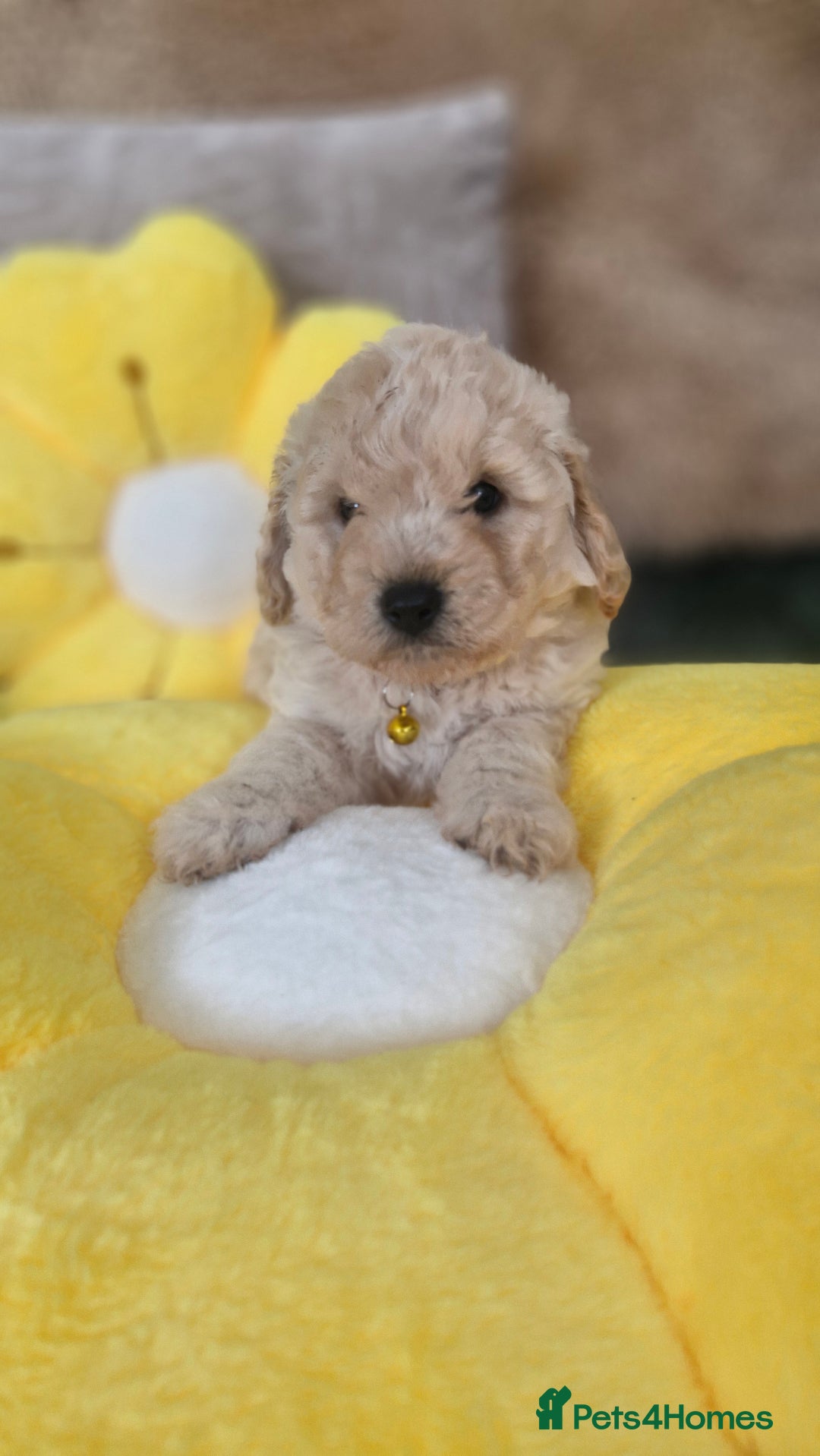 Mixed Breed dogs for sale: Maltipoo puppies  - Image 14