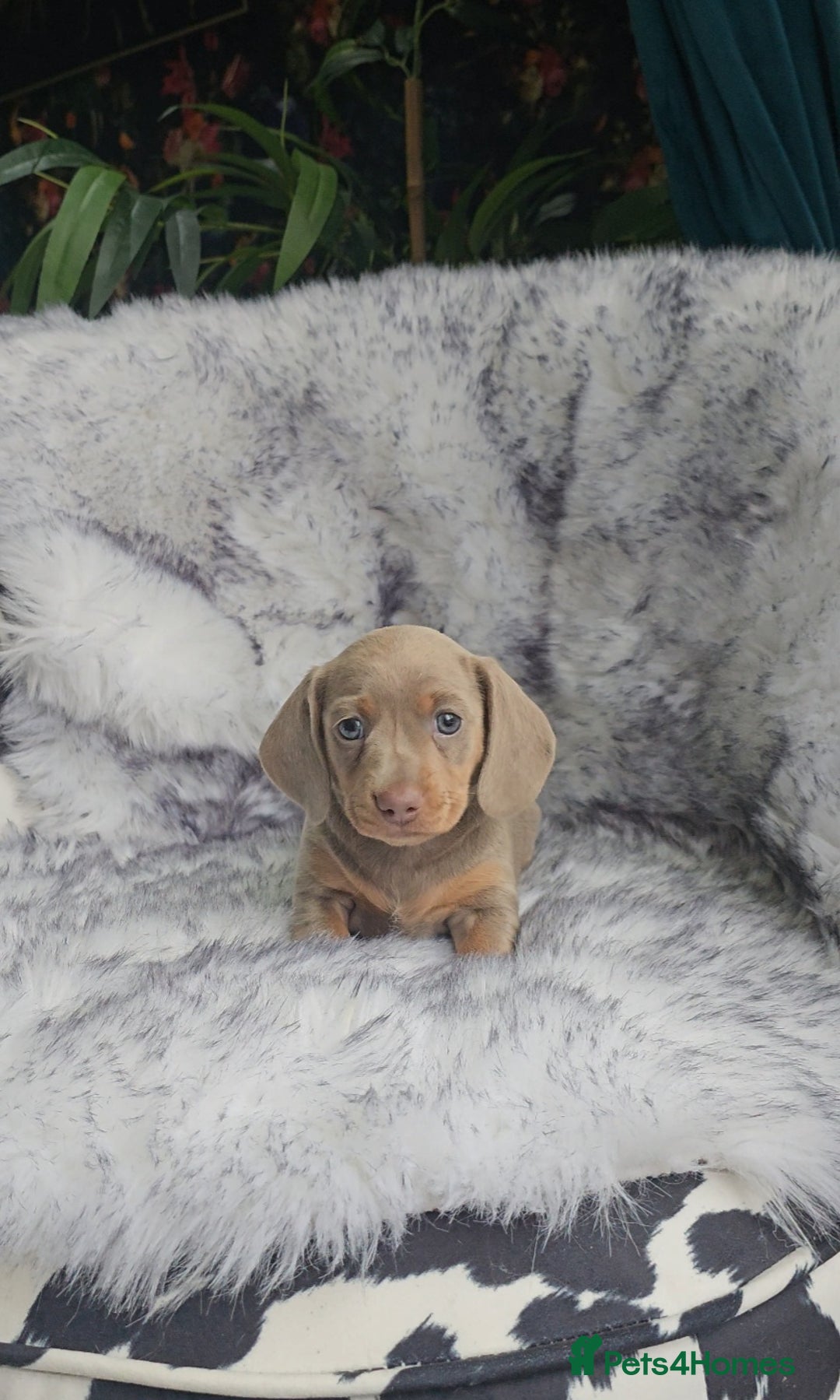 Miniature Dachshund dogs for sale: Miniature Smooth Dachshund Puppies  - Image 22