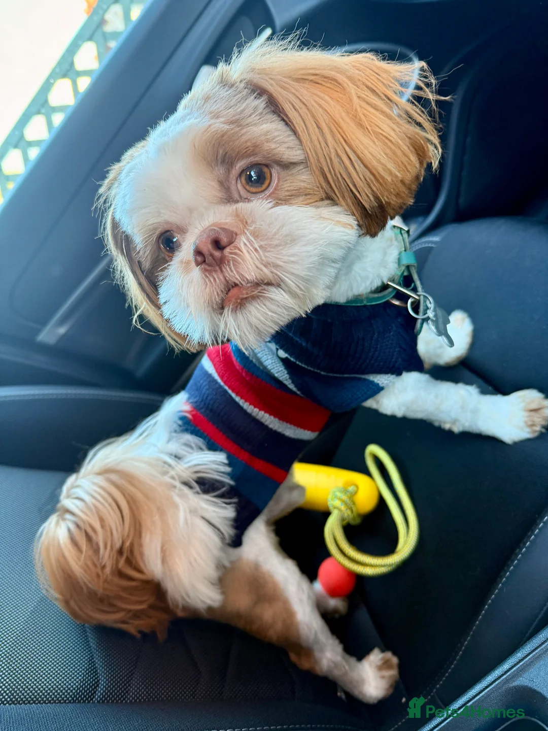 Shih Tzu dogs for sale: 15 month old male shihtzu - Advert 2