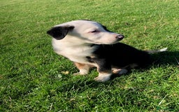 Smooth Collie dogs for sale: Male Collie Pups age 10 weeks - Advert 3