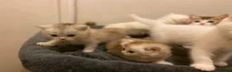 Munchkin cats for sale: Full Pedigree Munchkin Kittens - Advert 3