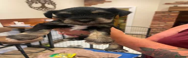 Miniature Schnauzer Danny 