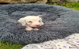 Cockapoo dogs for sale: Beautiful Cockapoo Puppies For Sale  - Image 6
