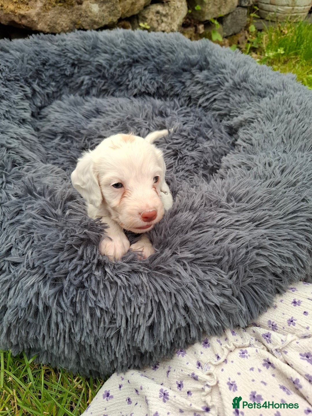 Cockapoo dogs for sale: Beautiful Cockapoo Puppies For Sale  - Image 6