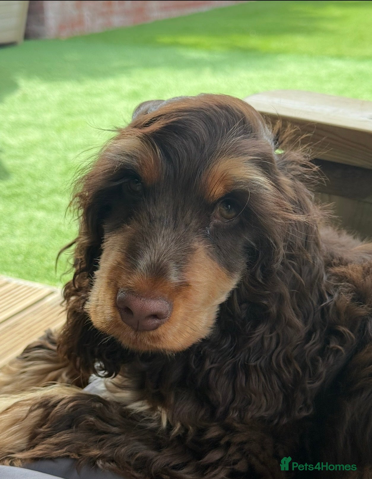 Cocker Spaniel dogs  Show cocker spaniel male  - Advert 6