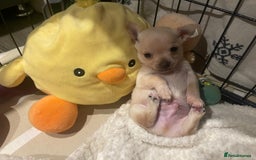 Chihuahua dogs for sale: Tiny pure breed chihuahua  - Image 4