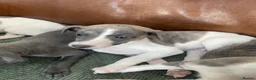 Whippet dogs for sale: Stunning Litter of KC Whippet Puppies - Advert 14