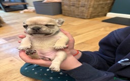 French Bulldog dogs for sale: Beautiful Pups – Looking for Their Forever Homes - Advert 19