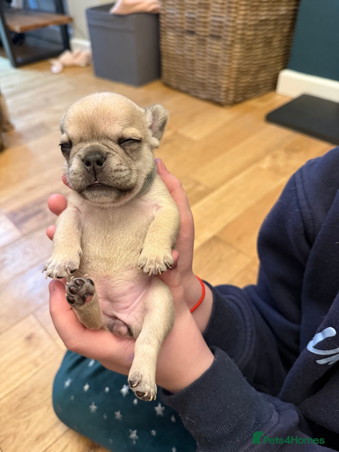 French Bulldog dogs for sale: Beautiful Pups – Looking for Their Forever Homes - Advert 19