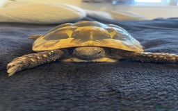 Tortoise reptiles for sale: Herman’s tortoise  - Image 2