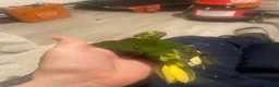 Parrots birds for sale: Hand reared Kakariki  - Advert 12