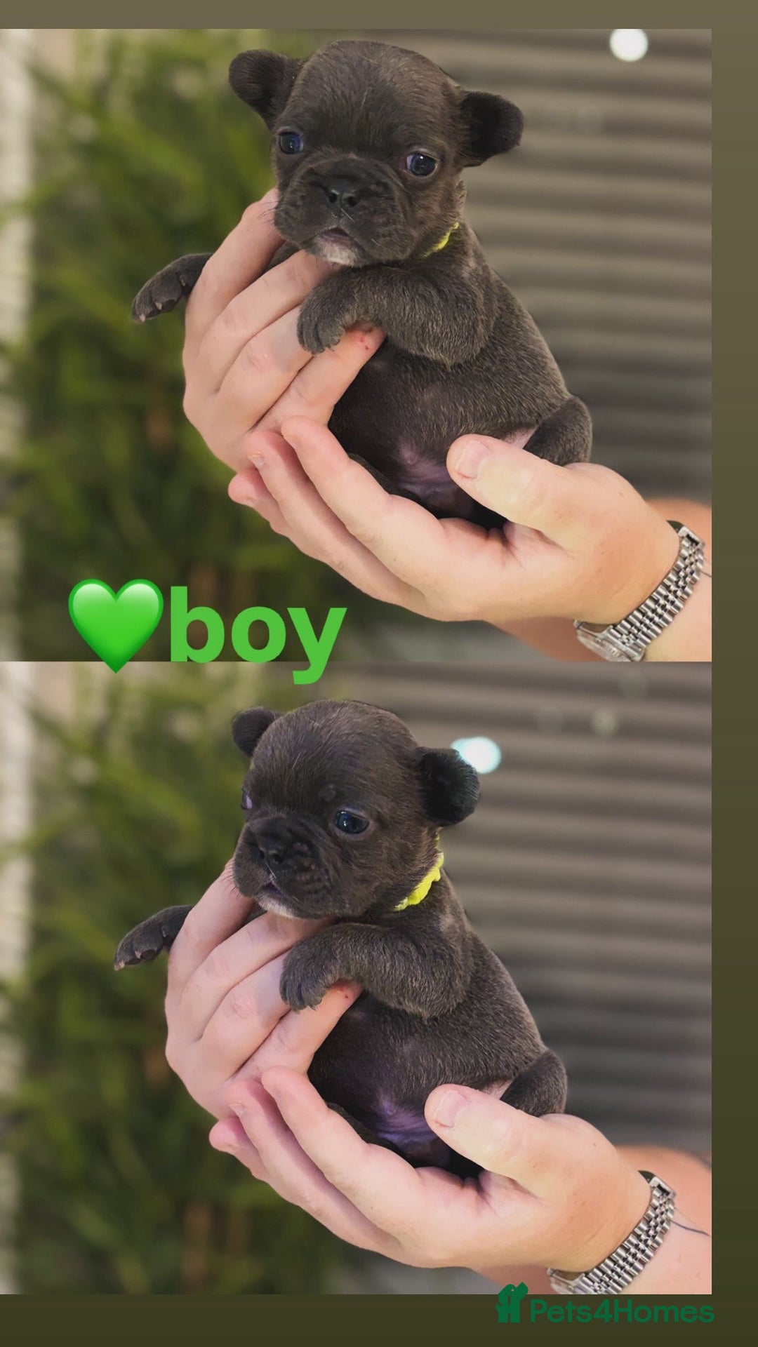 French Bulldog dogs for sale: French bulldog puppies  - Advert 8