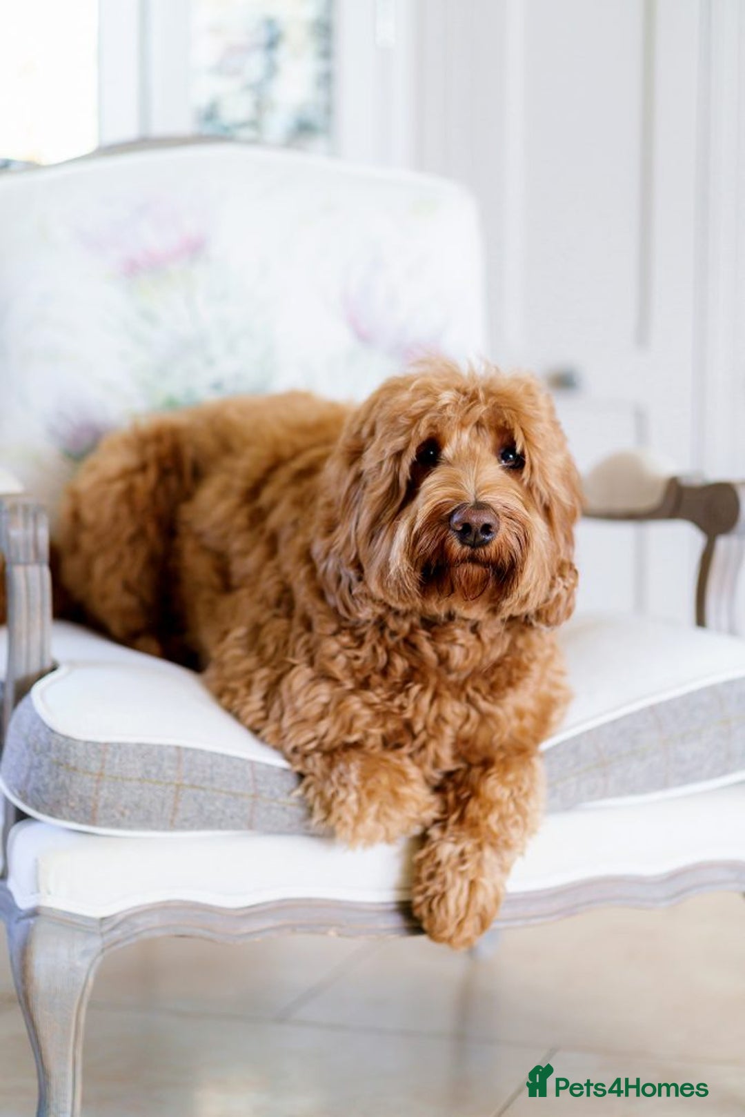 Australian Labradoodle dogs for sale: WAITING LIST FOR PUPPIES – NOW OPEN - Advert 6