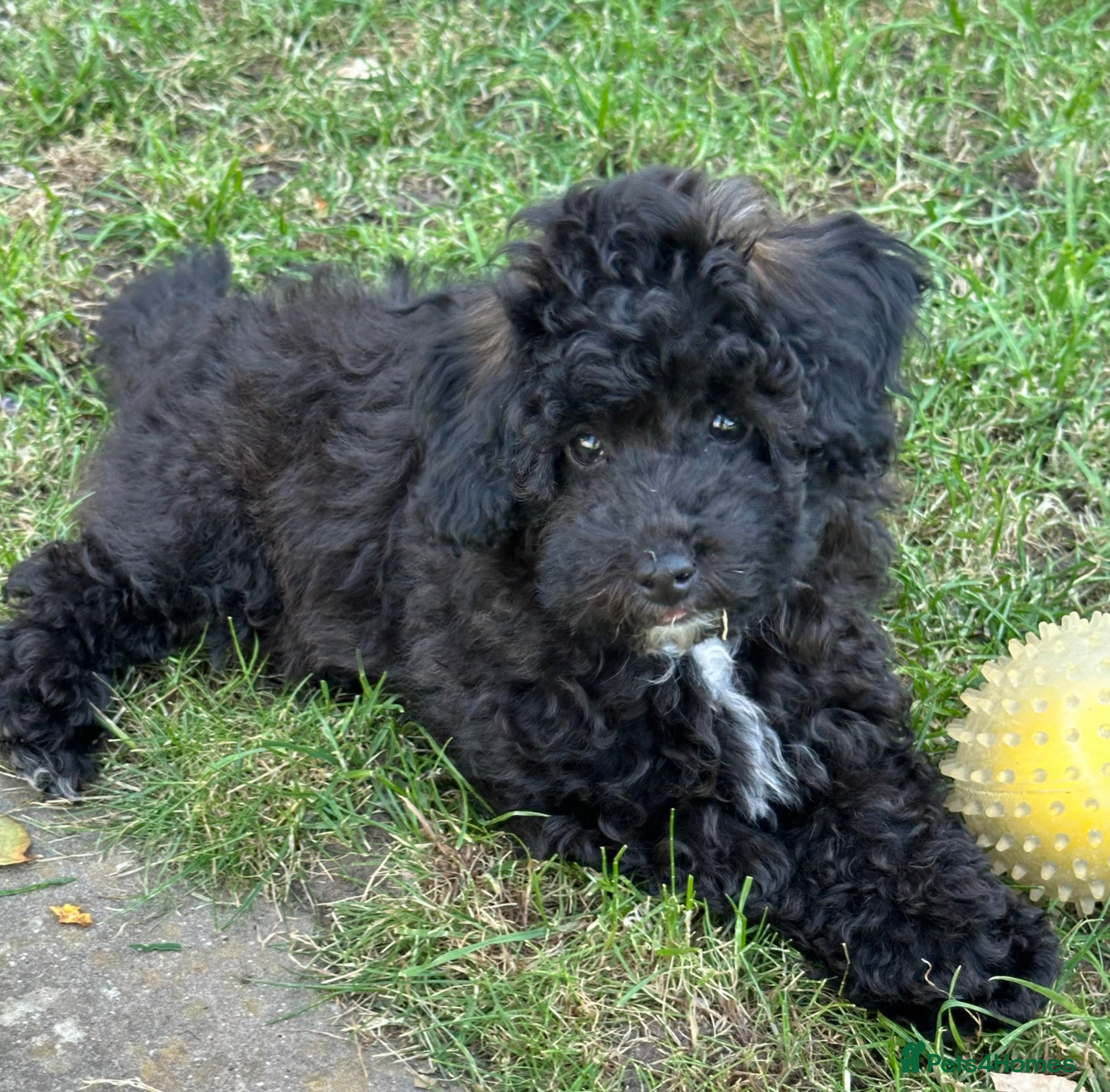 Toy Poodle dogs Adorable K.C.Reg Toy Poodle puppies - Advert 1