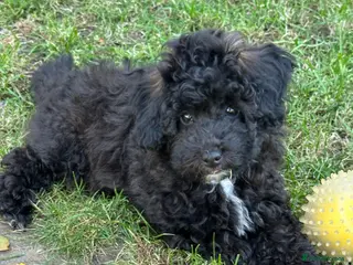 Toy Poodle dogs Adorable K.C.Reg Toy Poodle puppies - Advert 1