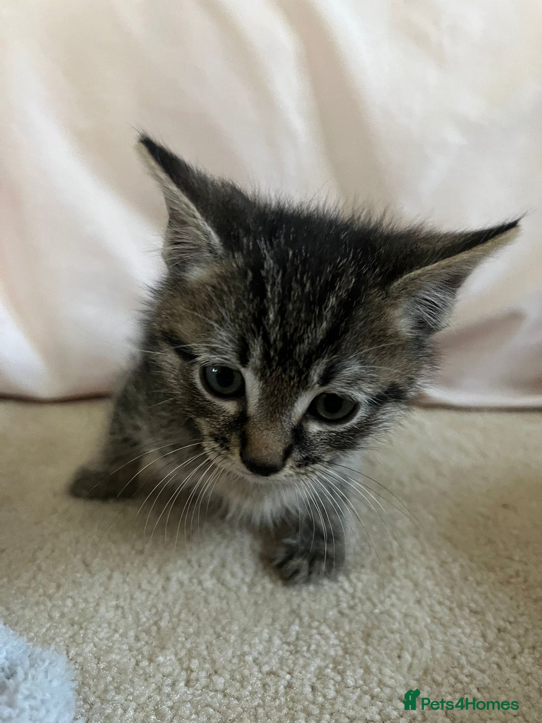 Ragdoll cats for sale: Ragdoll X Kittens - Image 16